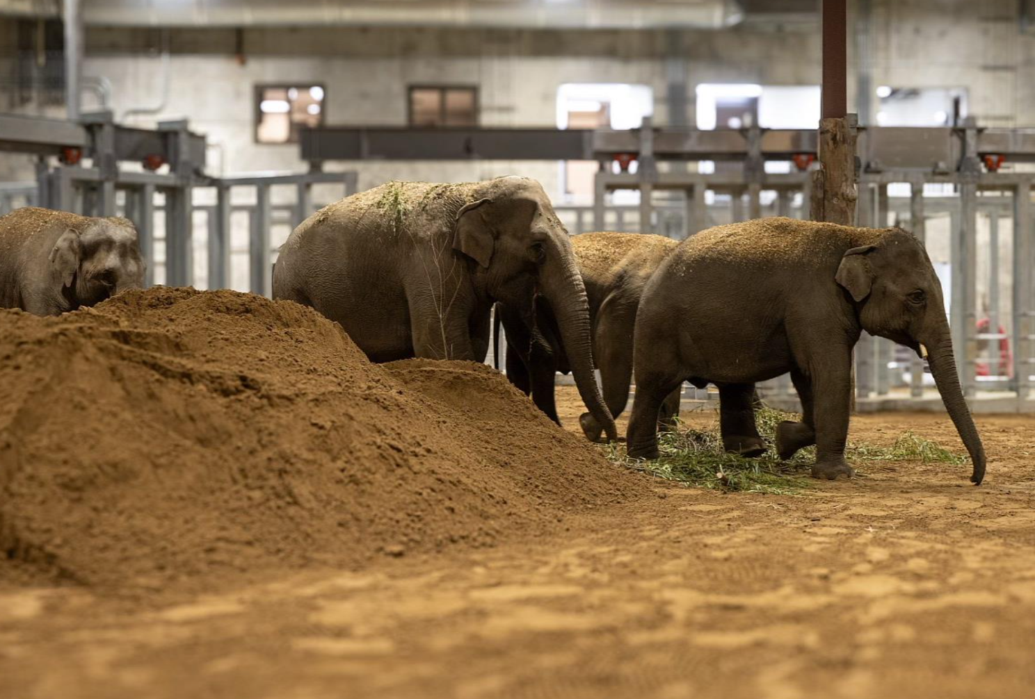 elephant trek
